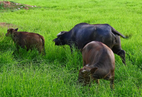 養牛的注意事項：如何照顧你的牛群